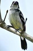 Wing-barred Seedeater