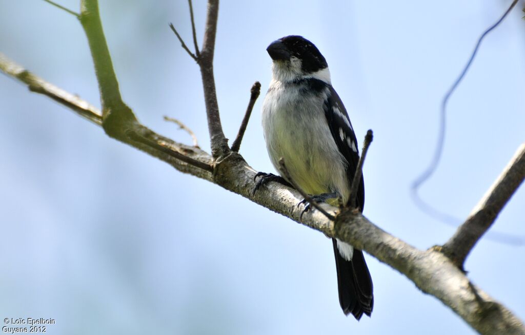 Sporophile à ailes blanches