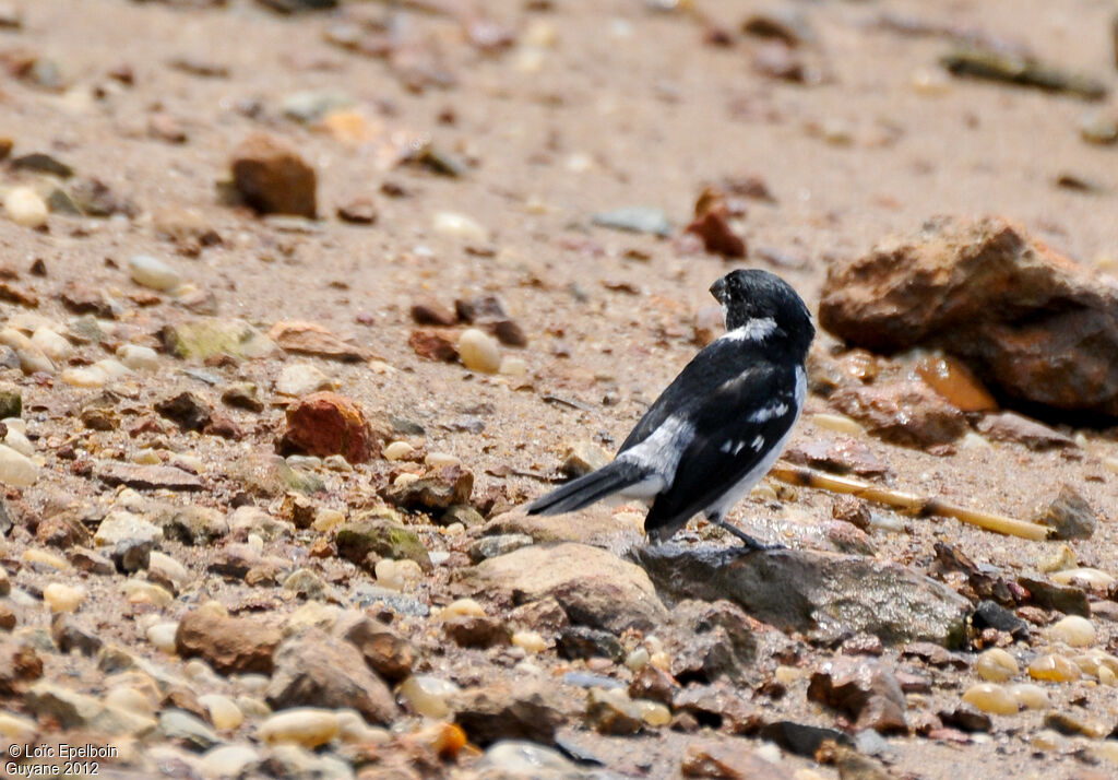 Wing-barred Seedeater