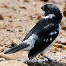 Sporophile à ailes blanches