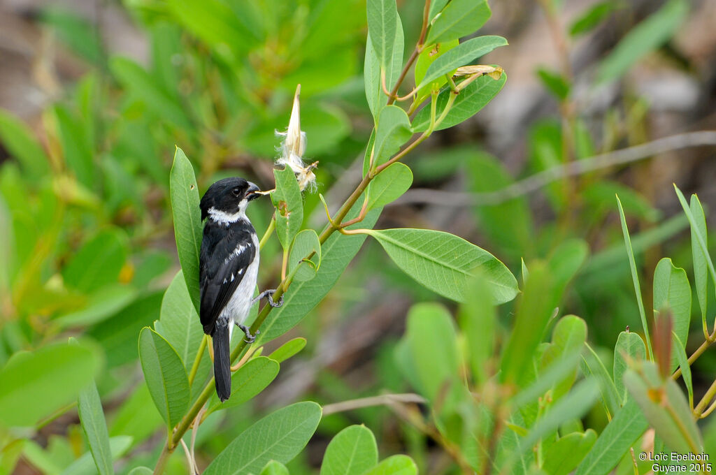 Wing-barred Seedeater