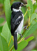 Wing-barred Seedeater