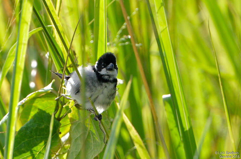 Sporophile à ailes blanches