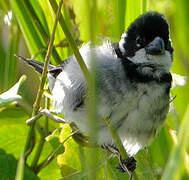 Wing-barred Seedeater