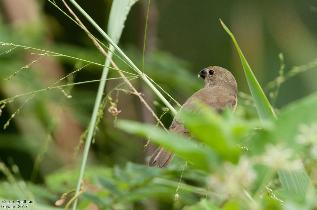 Wing-barred Seedeater