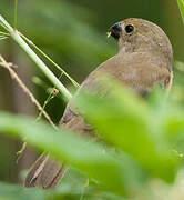 Wing-barred Seedeater