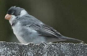 White-throated Seedeater