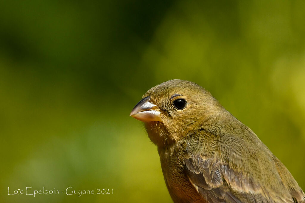 Chestnut-bellied Seedeater