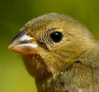 Chestnut-bellied Seedeater