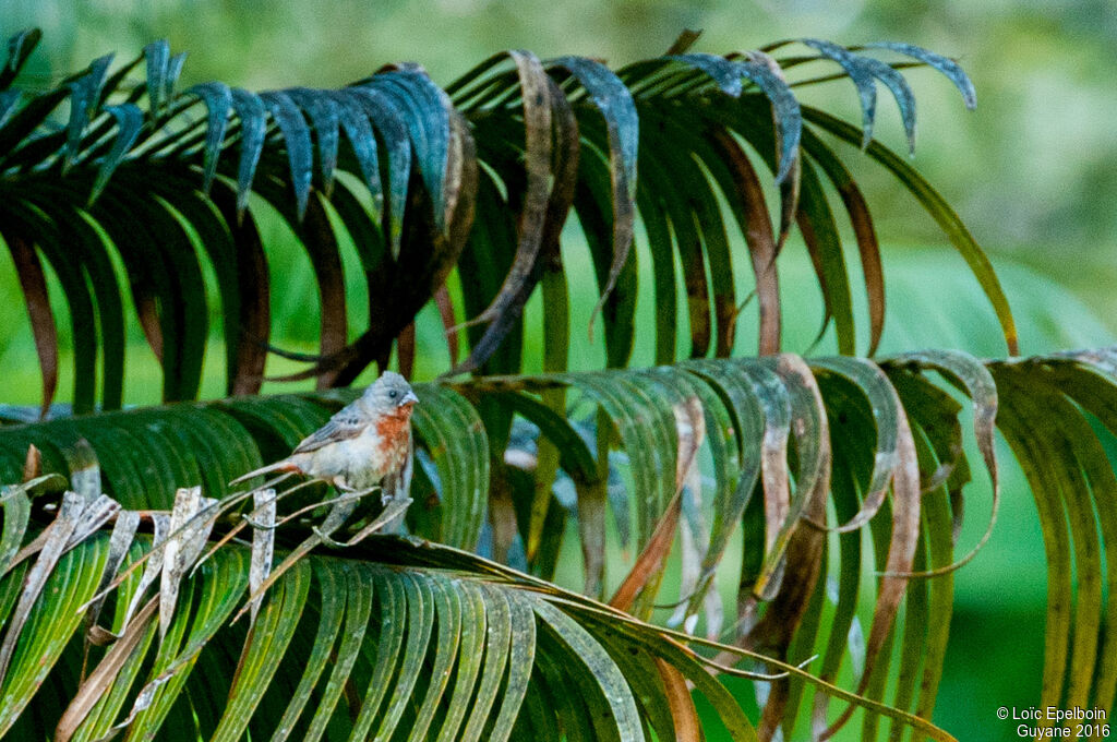 Chestnut-bellied Seedeater