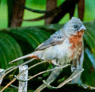 Chestnut-bellied Seedeater