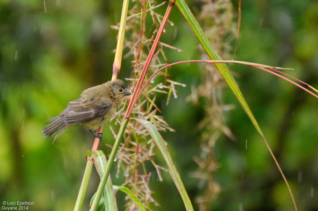 Chestnut-bellied Seedeater