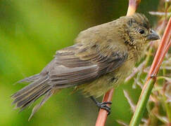 Chestnut-bellied Seedeater