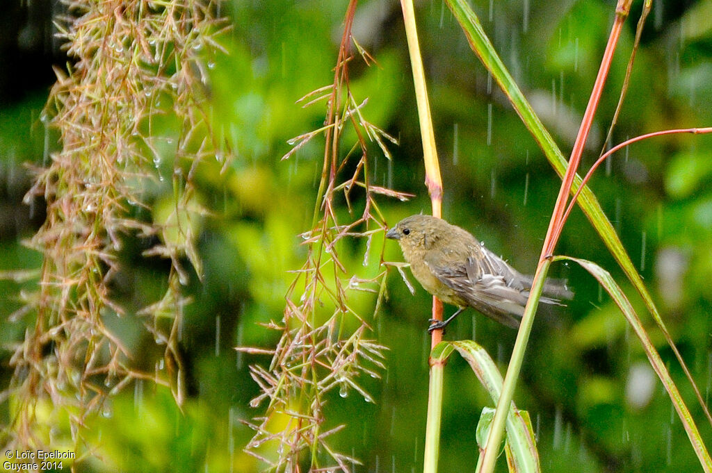 Chestnut-bellied Seedeater