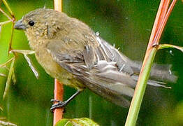 Chestnut-bellied Seedeater