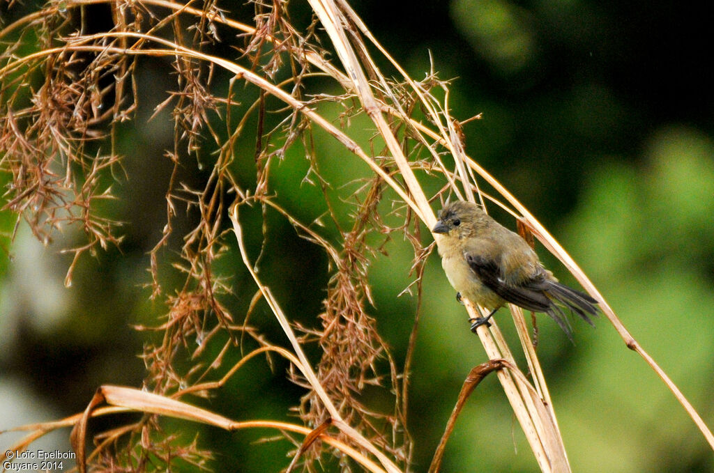 Chestnut-bellied Seedeater