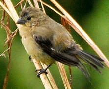 Chestnut-bellied Seedeater