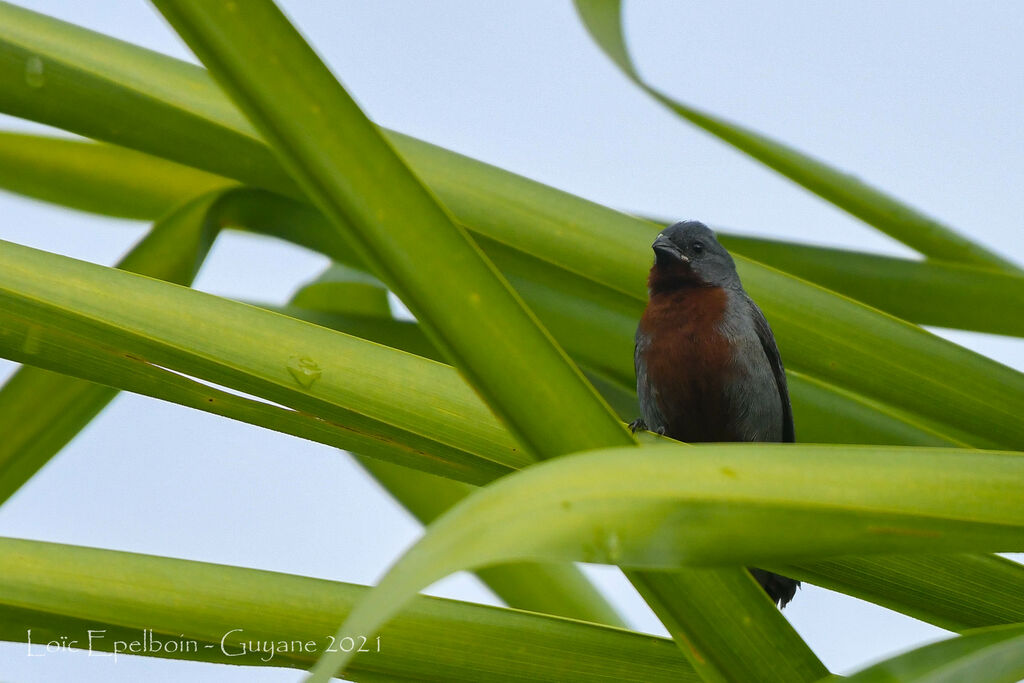 Chestnut-bellied Seedeater