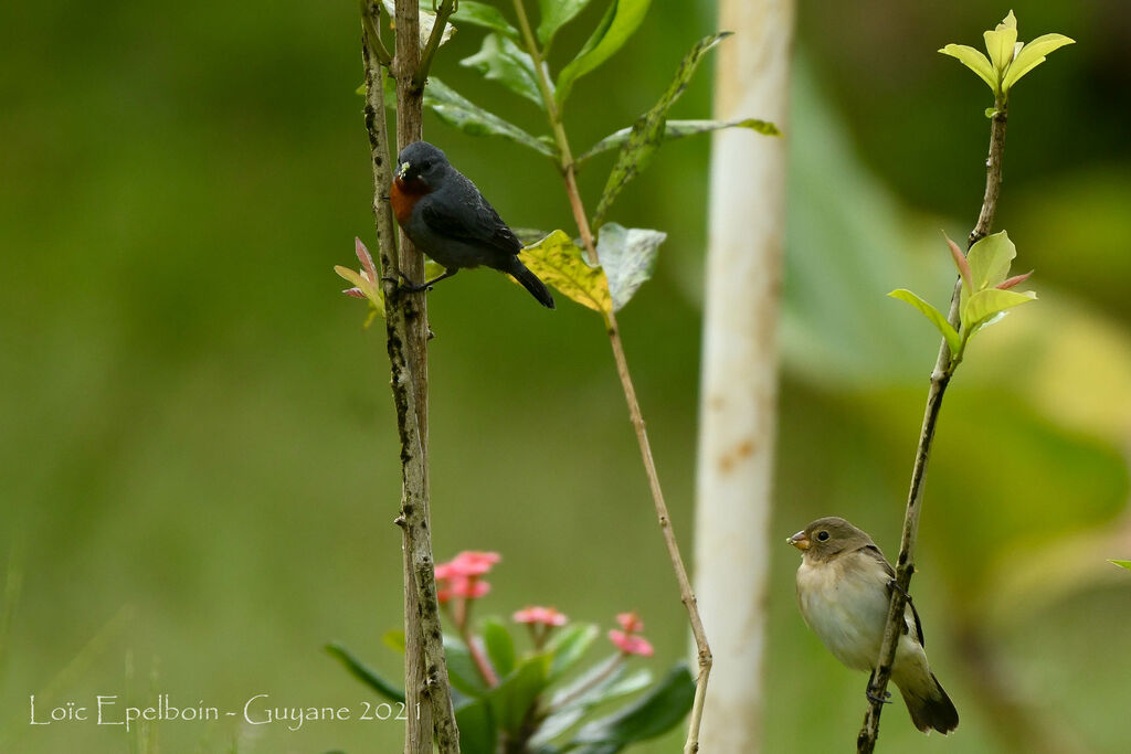 Chestnut-bellied Seedeater