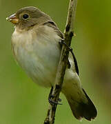 Chestnut-bellied Seedeater