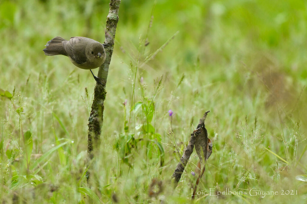 Chestnut-bellied Seedeater