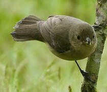 Chestnut-bellied Seedeater