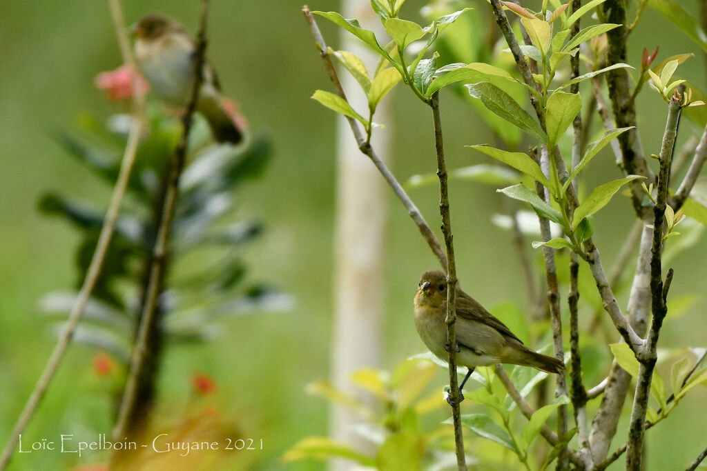 Chestnut-bellied Seedeater