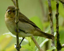 Chestnut-bellied Seedeater