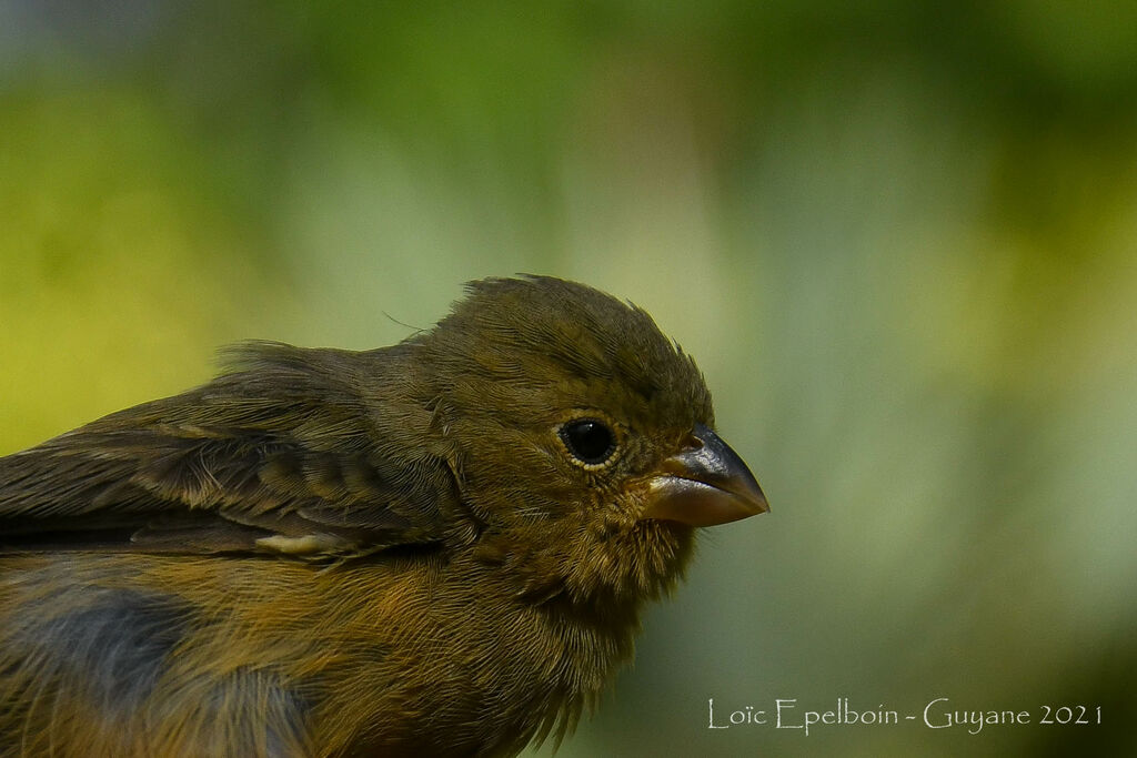 Chestnut-bellied Seedeater