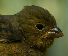 Chestnut-bellied Seedeater