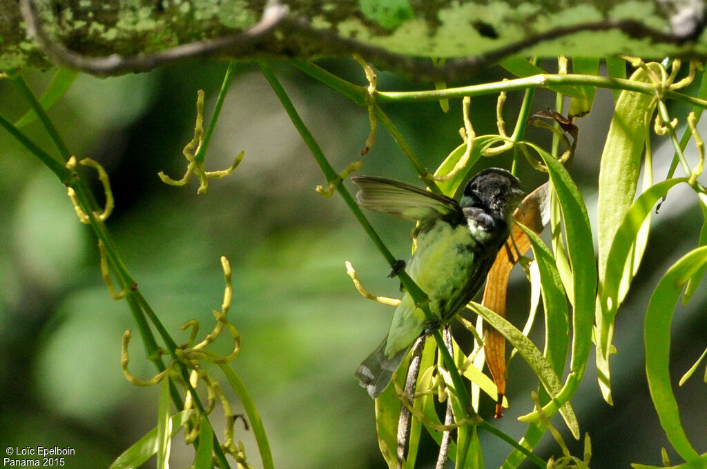 Yellow-bellied Seedeater