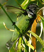 Yellow-bellied Seedeater