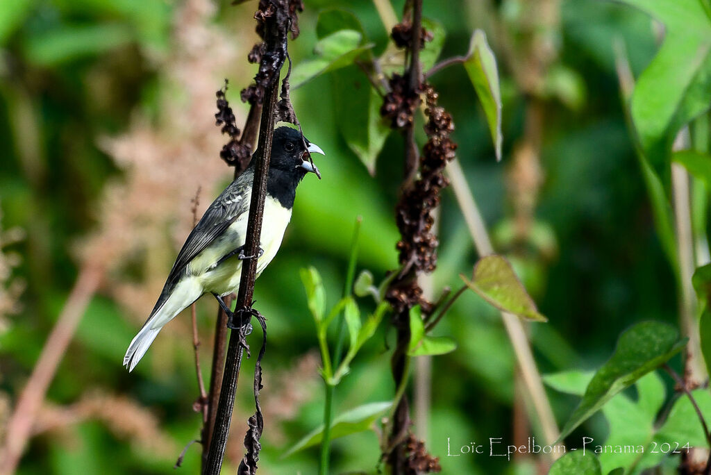 Yellow-bellied Seedeater
