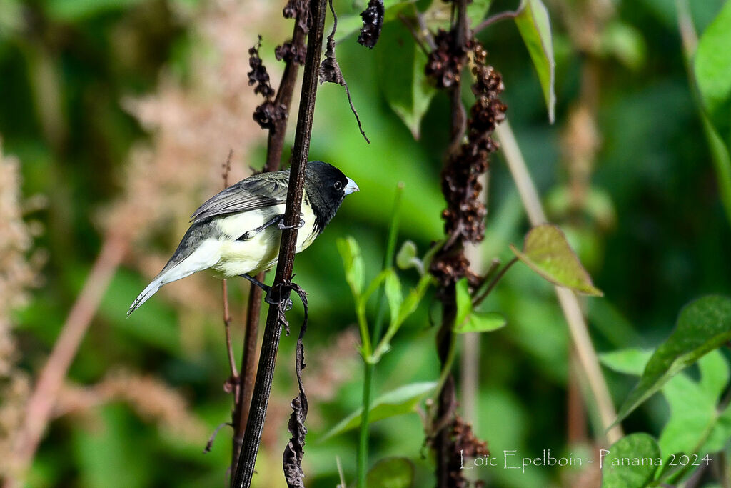 Yellow-bellied Seedeater