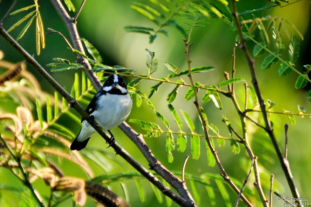 Lined Seedeater