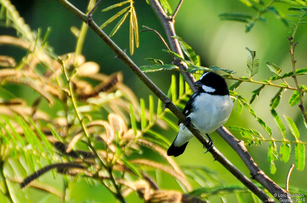 Lined Seedeater