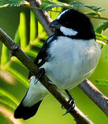 Lined Seedeater