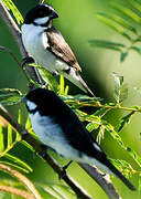 Lined Seedeater