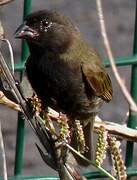 Black-faced Grassquit