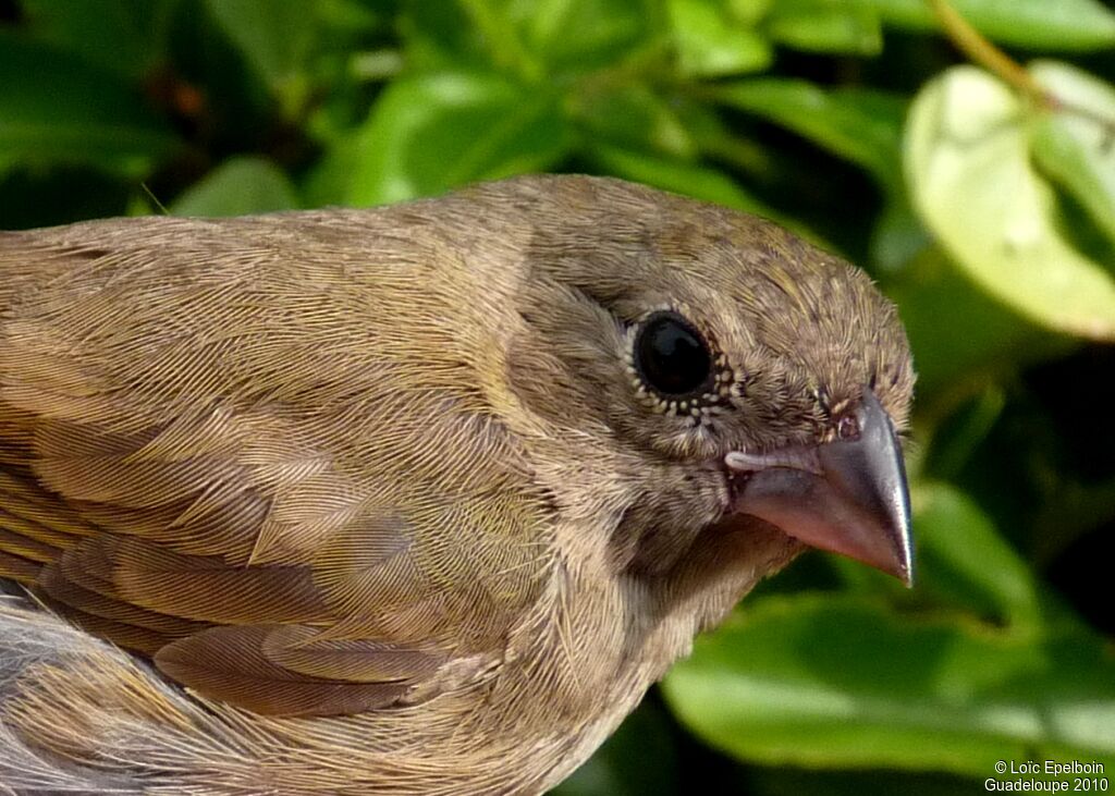 Black-faced Grassquit