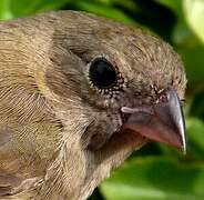 Black-faced Grassquit