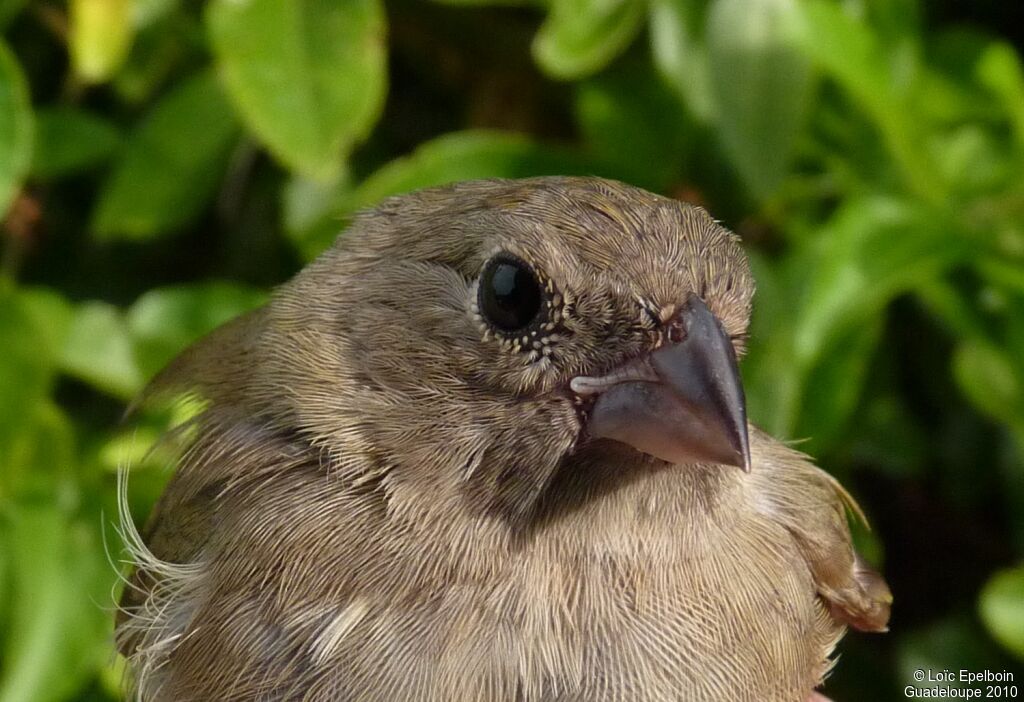 Black-faced Grassquit