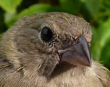 Black-faced Grassquit