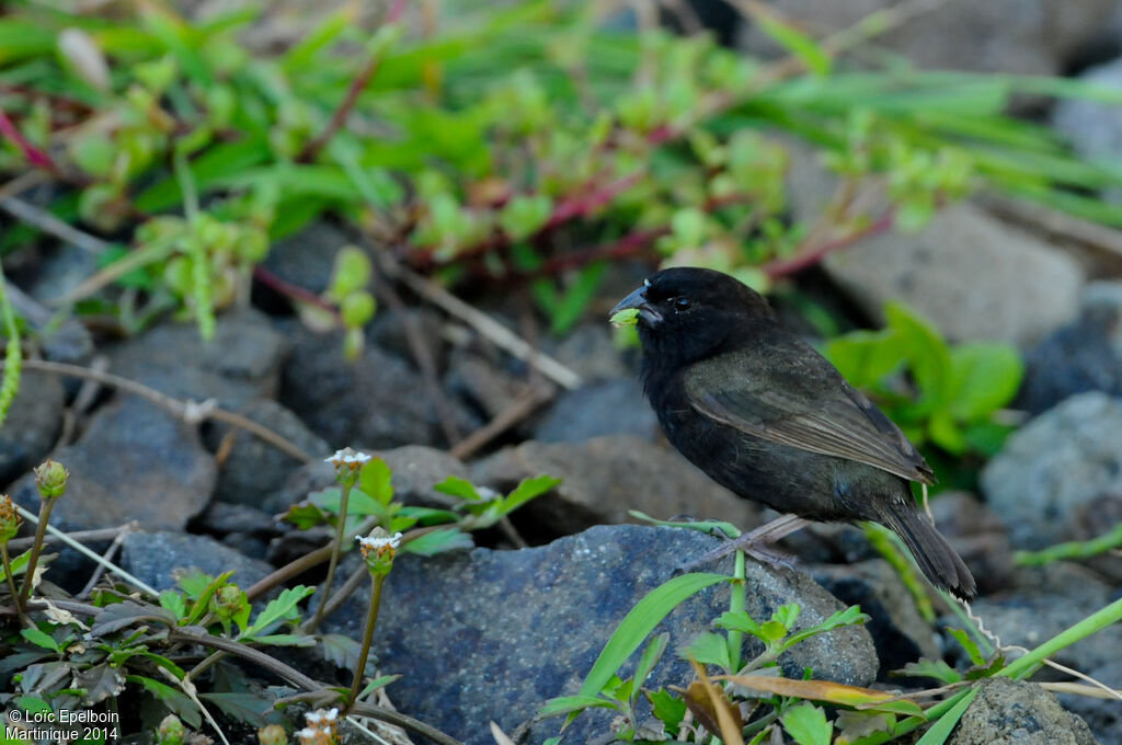 Black-faced Grassquit