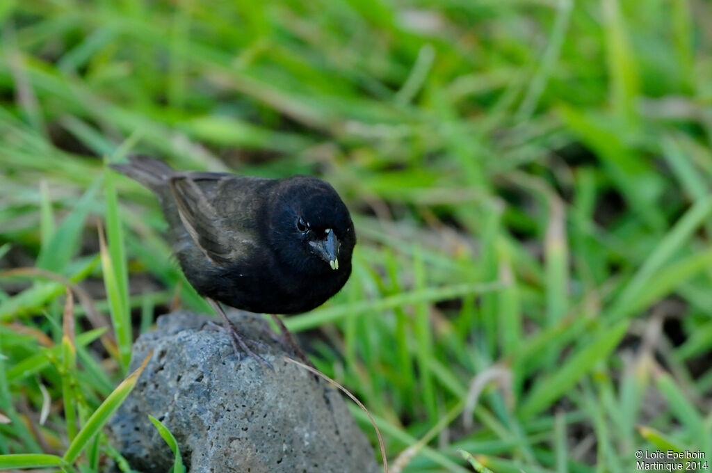 Black-faced Grassquit