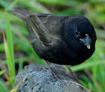 Black-faced Grassquit