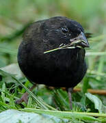 Black-faced Grassquit