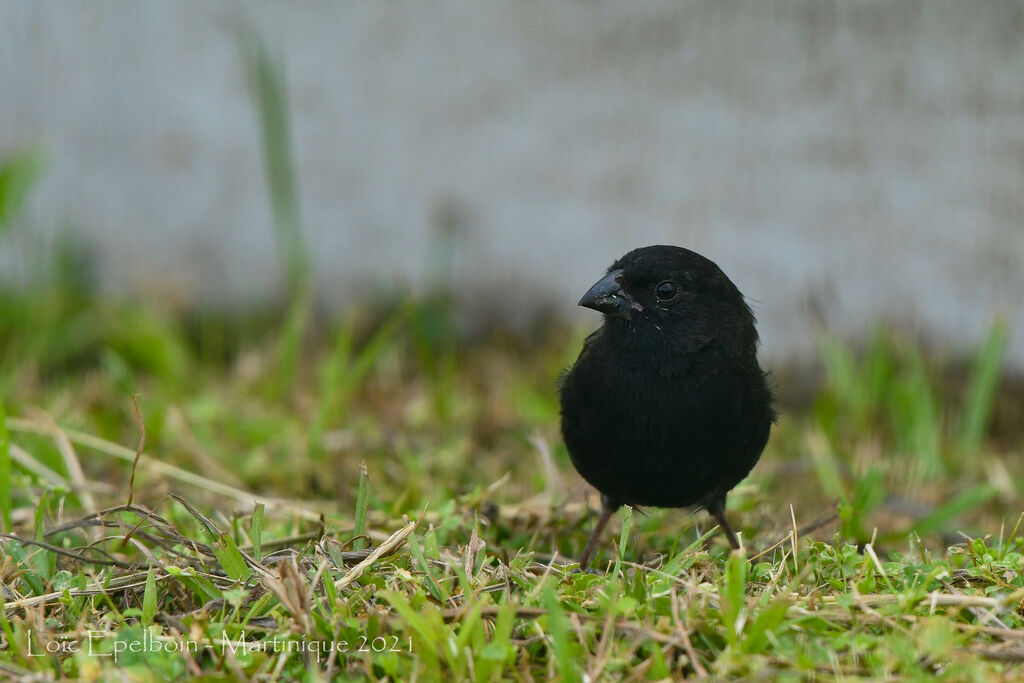 Black-faced Grassquit