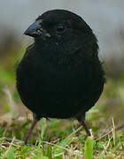 Black-faced Grassquit