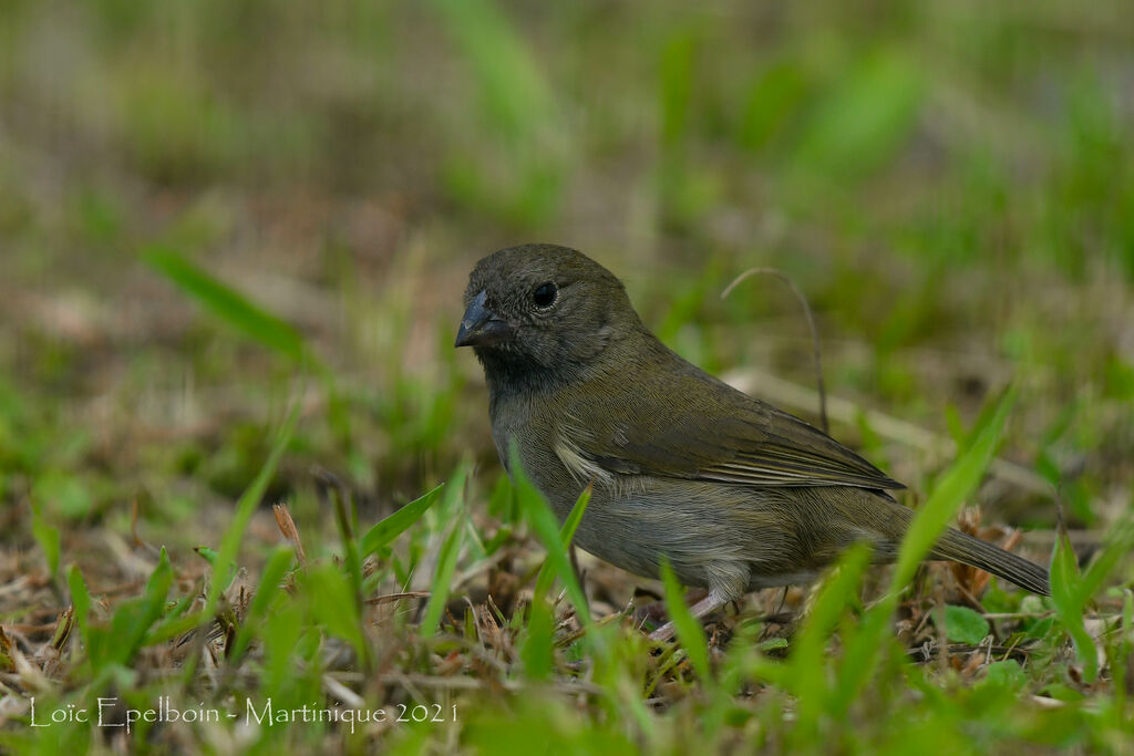 Black-faced Grassquit